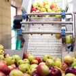 A processing of apples for fresh juice production. Food and healthy drinks concept