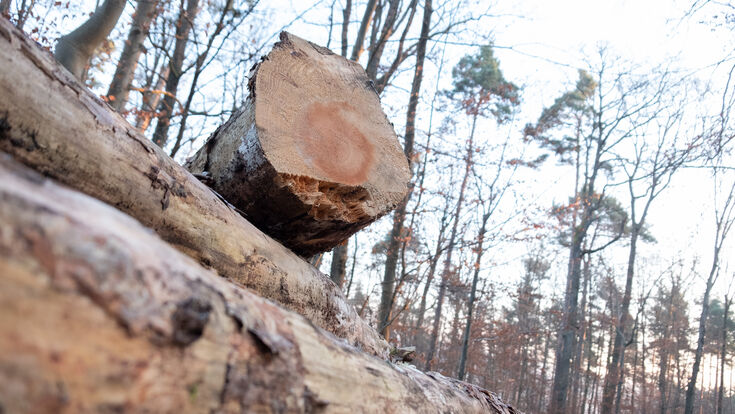 © APA/dpa/Bernd Wei?brod ABD0003_20220120 - STUTTGART - DEUTSCHLAND: 19.01.2022, Baden-W?rttemberg, Stuttgart: ILLUSTRATION - Holz lagert in einem Wald. Eine Gruppe von S?gewerken verlangt vom Land Baden-W?rttemberg Schadensersatz. Der Vorwurf lautet, dass das Land ?ber Jahrzehnte ein Vertriebskartell f?r Rundholz betrieben hat. Foto: Bernd Wei?brod/dpa +++ dpa-Bildfunk +++. - FOTO: APA/dpa/Bernd Wei?brod