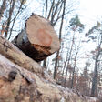 ABD0003_20220120 - STUTTGART - DEUTSCHLAND: 19.01.2022, Baden-W?rttemberg, Stuttgart: ILLUSTRATION - Holz lagert in einem Wald. Eine Gruppe von S?gewerken verlangt vom Land Baden-W?rttemberg Schadensersatz. Der Vorwurf lautet, dass das Land ?ber Jahrzehnte ein Vertriebskartell f?r Rundholz betrieben hat. Foto: Bernd Wei?brod/dpa +++ dpa-Bildfunk +++. - FOTO: APA/dpa/Bernd Wei?brod