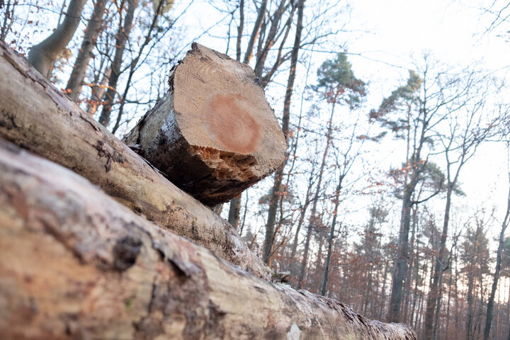 ABD0003_20220120 - STUTTGART - DEUTSCHLAND: 19.01.2022, Baden-W?rttemberg, Stuttgart: ILLUSTRATION - Holz lagert in einem Wald. Eine Gruppe von S?gewerken verlangt vom Land Baden-W?rttemberg Schadensersatz. Der Vorwurf lautet, dass das Land ?ber Jahrzehnte ein Vertriebskartell f?r Rundholz betrieben hat. Foto: Bernd Wei?brod/dpa +++ dpa-Bildfunk +++. - FOTO: APA/dpa/Bernd Wei?brod