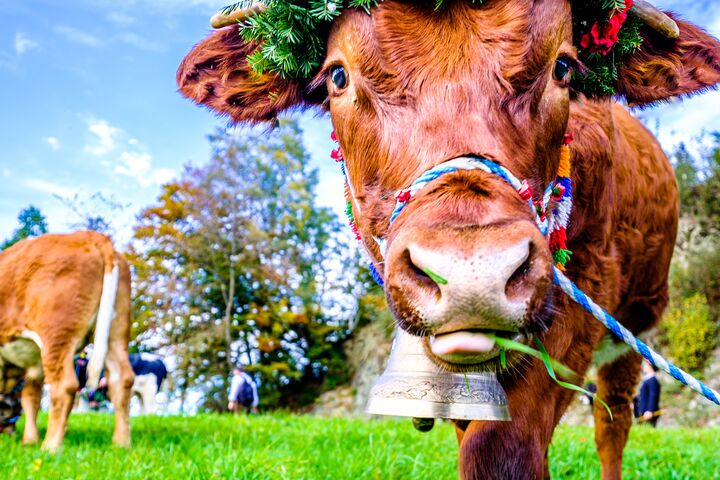 Das sind die größten Unternehmen in Tirol