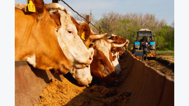 A herd of cows on a farm. Livestock complex. Raising cattle..