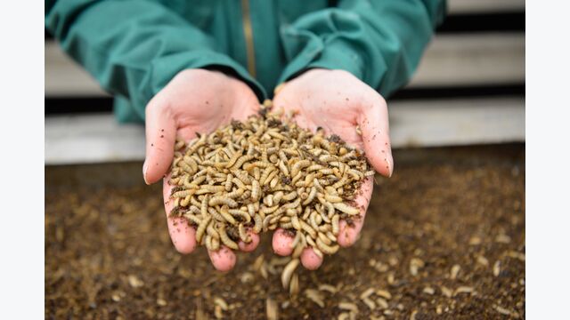 Larven der Schwarzen Soldatenfliege