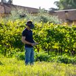 Man wearing FPV goggles and holding a remote control flying a small drone over a lush green vineyard, exploring new perspectives with advanced technology in nature