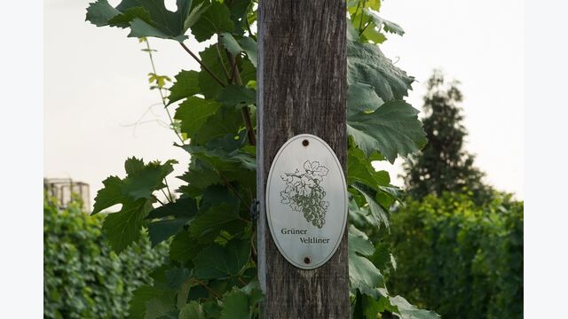 grüner veltliner, vine, vitis vinifera, vineyard, radebeul, saxony, wackerbarth, grapevine, winery, grapes, grape, wine, agriculture, green, food, leaf, nature, harvest, plant, autumn, summer, leaves, branch, vitis, wine production, seasonal, wine making, sign