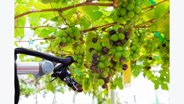 The modern vineyard greenhouse uses the technology of the robotics industry to be used in fruit plots for work and helps to eliminate rotten produce according to the concept of Smart Farming 4.0